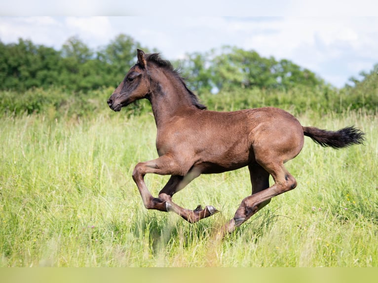 Friesian horses Stallion Foal (03/2025) Black in La Motte Feuilly