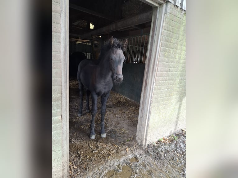 Friesian horses Stallion Foal (08/2025) Black in Oosthem