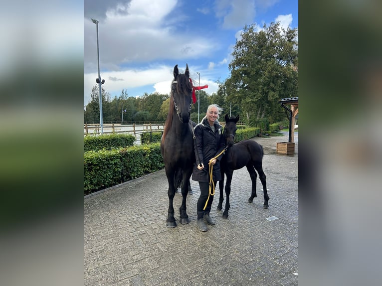 Friesian horses Stallion Foal (08/2025) Black in Oosthem