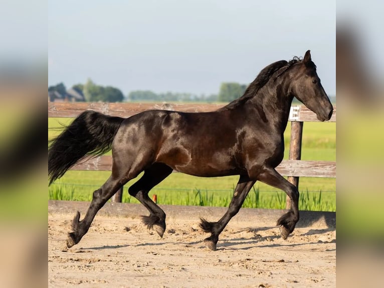 Friesian horses Stallion Foal (08/2025) Black in Oosthem