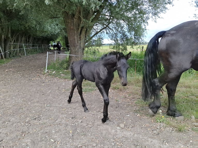 Friesian horses Stallion Foal (08/2025) Black in Oosthem