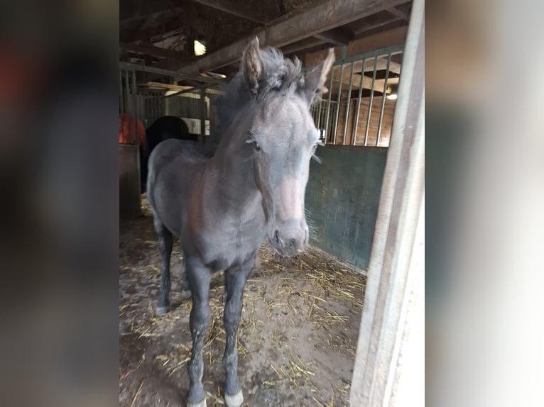 Friesian horses Stallion Foal (08/2025) Black in Oosthem