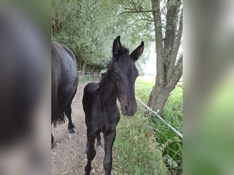 Friesian horses Stallion Foal (08/2025) Black in Oosthem
