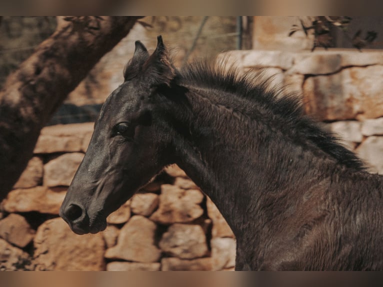 Friesian horses Stallion Foal (05/2026) Black in Ostuni