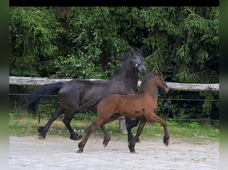 Friesian horses Stallion Foal (05/2025) Black in KOPFING  im Innkreis