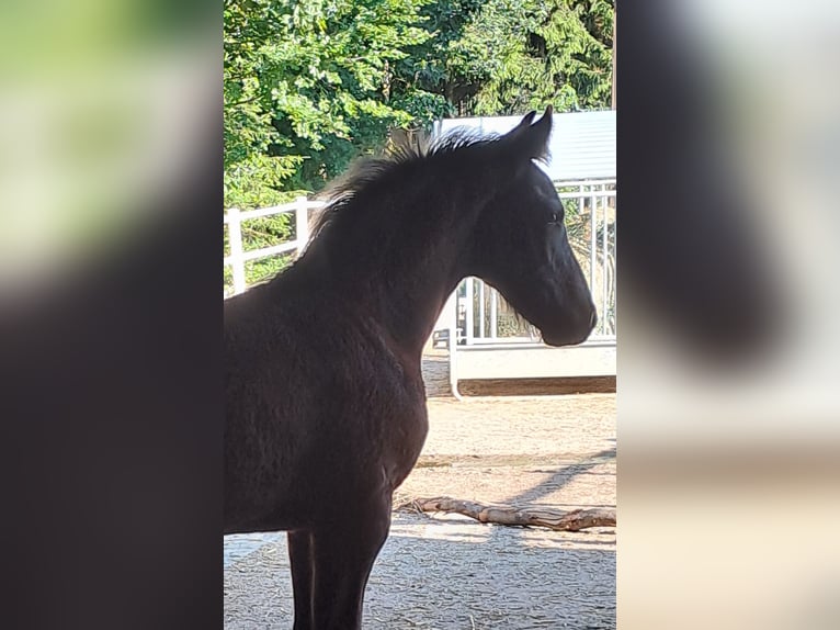 Friesian horses Stallion Foal (05/2025) Black in KOPFING  im Innkreis