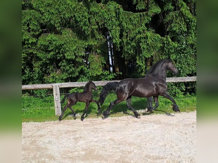 Friesian horses Stallion Foal (05/2025) Black in KOPFING  im Innkreis