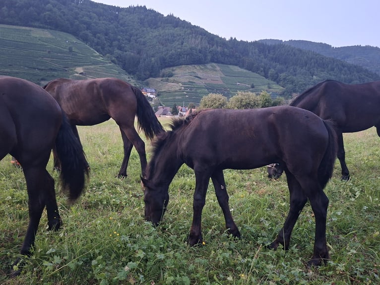 Friesian horses Stallion Foal (04/2025) Black in Glottertal