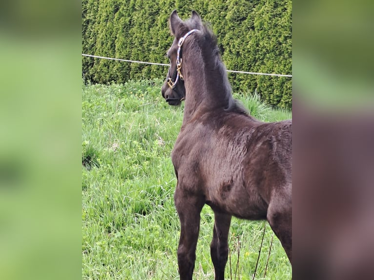 Friesian horses Stallion Foal (03/2024) Black in Landeck