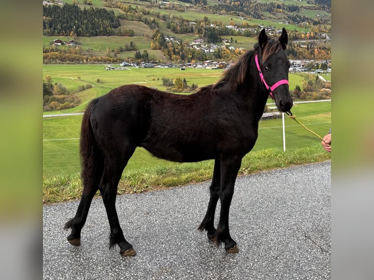 Friesian horses Stallion Foal (04/2026) Black in Mittersill