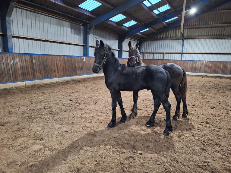 Friesian horses Stallion Foal (04/2024) Black in Dalen