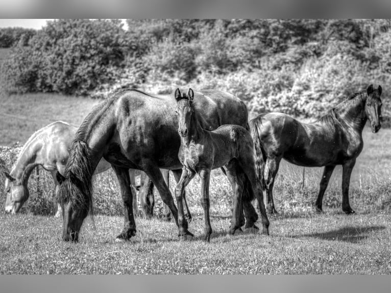 Friesian horses Stallion  in Bruchstedt