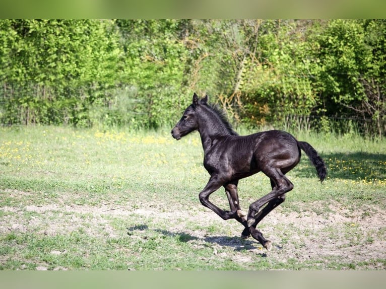 Friesian horses Stallion  in Bruchstedt