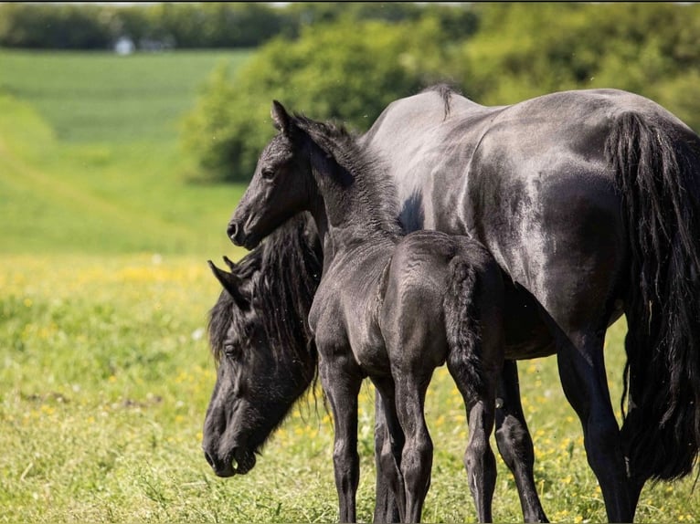 Friesian horses Stallion  in Bruchstedt