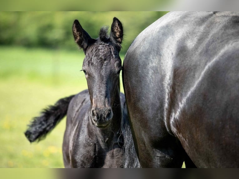 Friesian horses Stallion  in Bruchstedt
