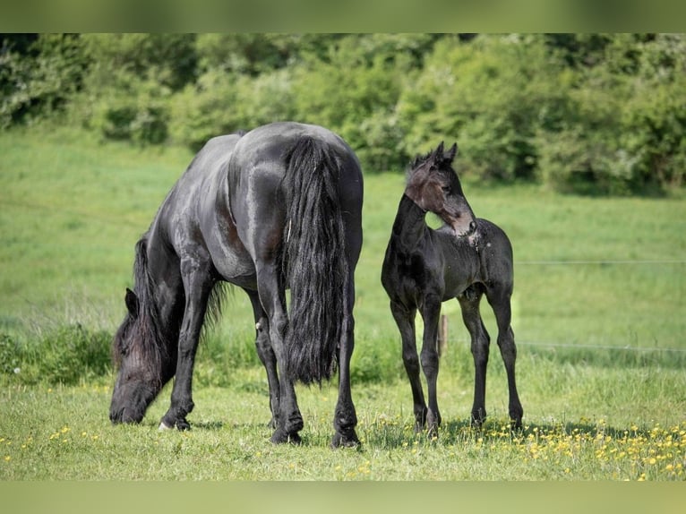 Friesian horses Stallion  in Bruchstedt