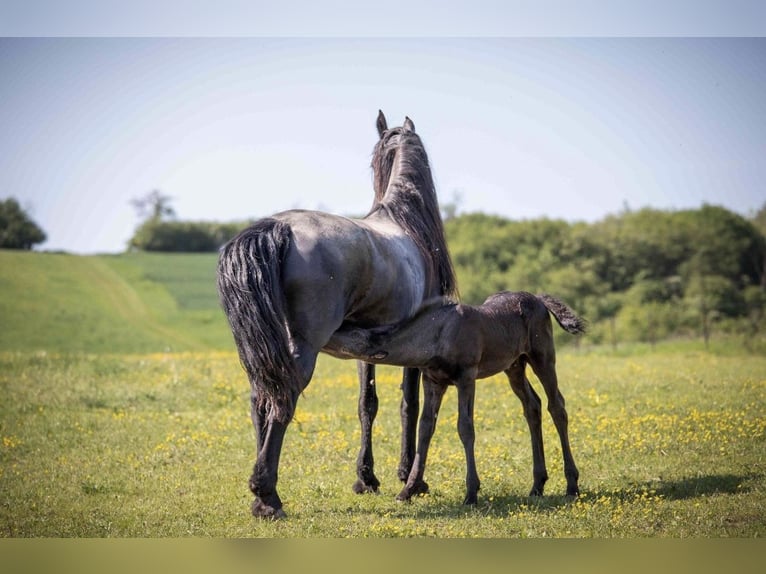 Friesian horses Stallion  in Bruchstedt