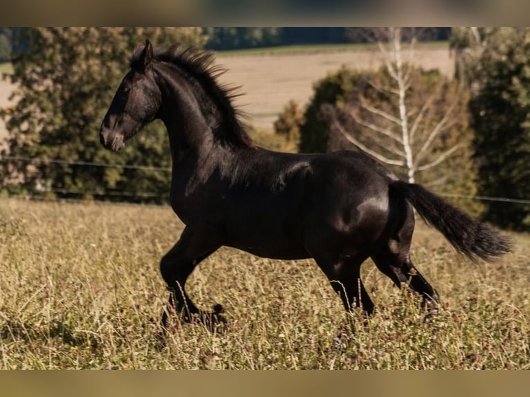 Friesian horses Stallion Foal (01/2025) in Zw&#xF6;nitz