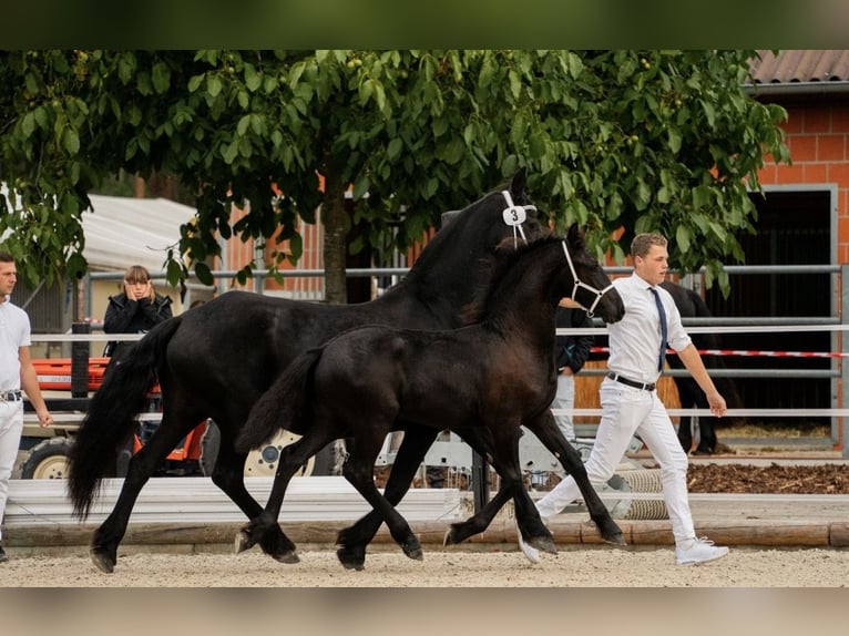 Friesian horses Stallion Foal (01/2025) in Zw&#xF6;nitz