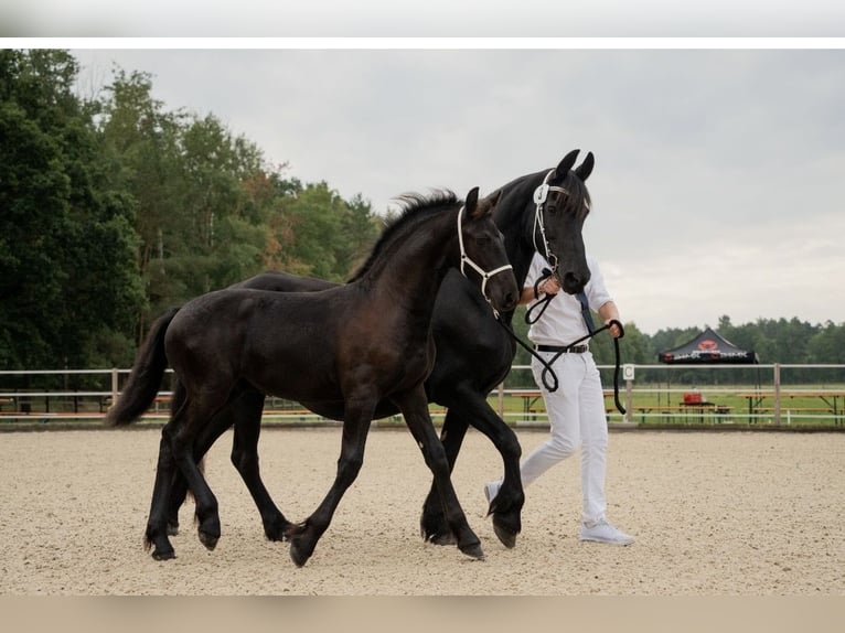 Friesian horses Stallion Foal (01/2025) in Zw&#xF6;nitz
