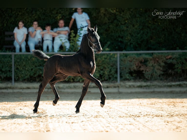 Friesian horses Stallion Foal (01/2026)  in Medlingen