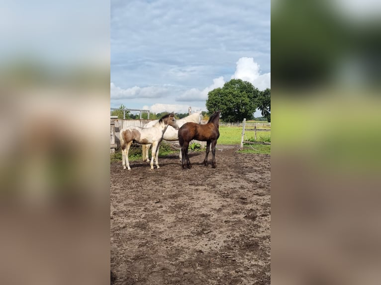 Friesian horses Stallion Foal (04/2025) in Rhede