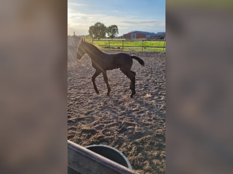 Friesian horses Stallion Foal (04/2025) in Rhede