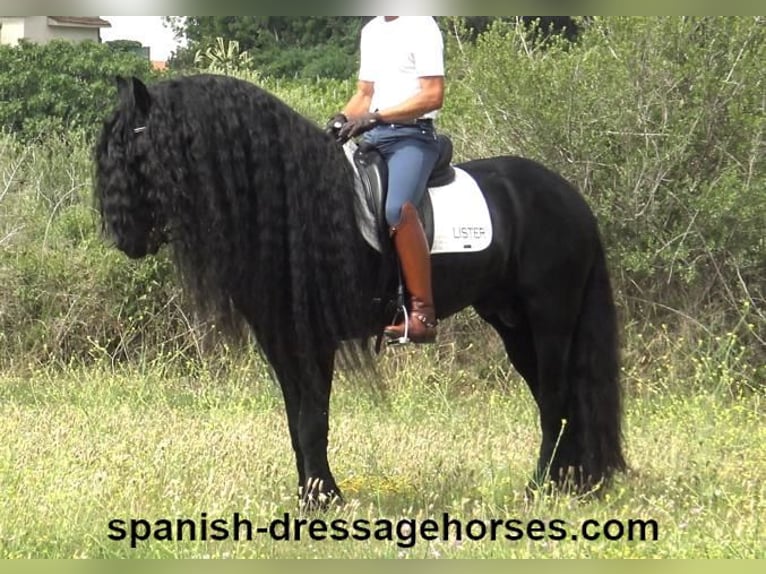 Frison Étalon 10 Ans 165 cm Noir in Barcelona