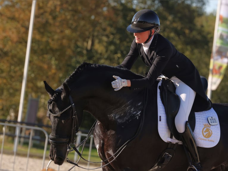 Frison Étalon 10 Ans 168 cm Noir in Aalsmeer