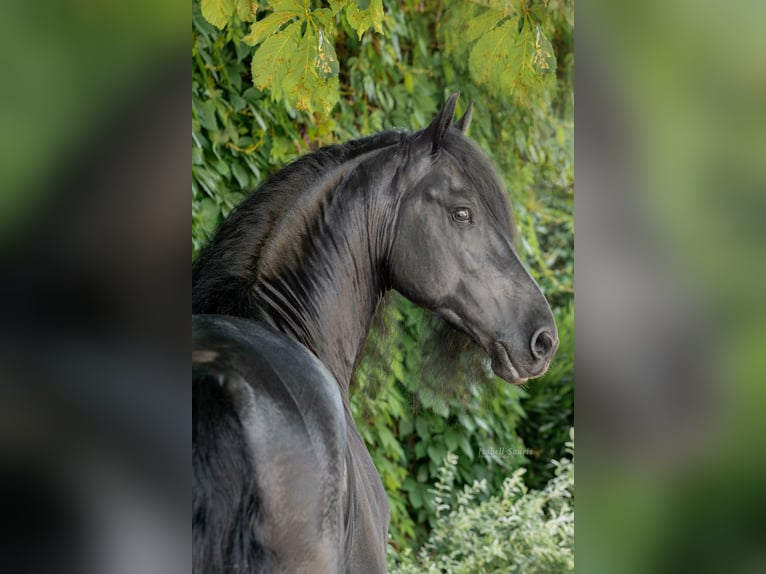 Frison Étalon 10 Ans 170 cm Noir in Moers