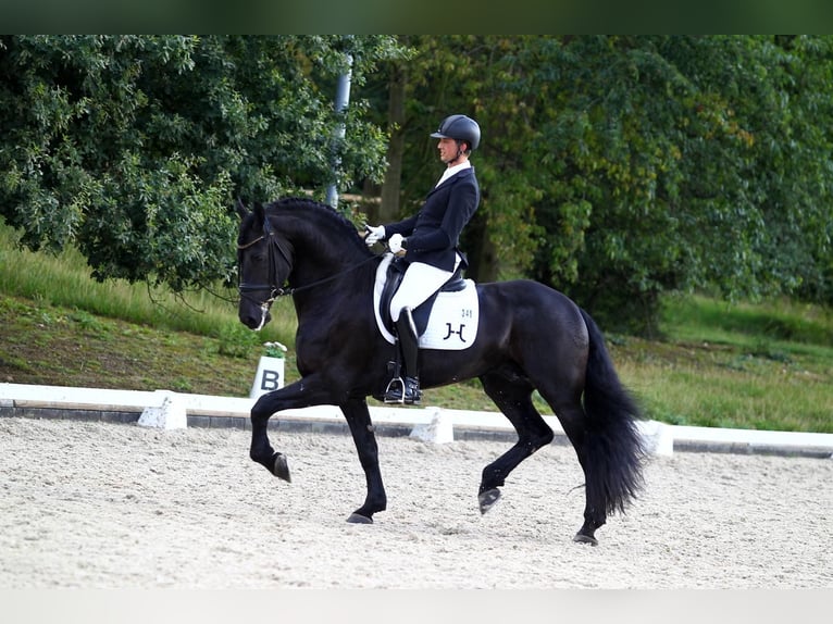 Frison Étalon 10 Ans 170 cm Noir in Moers