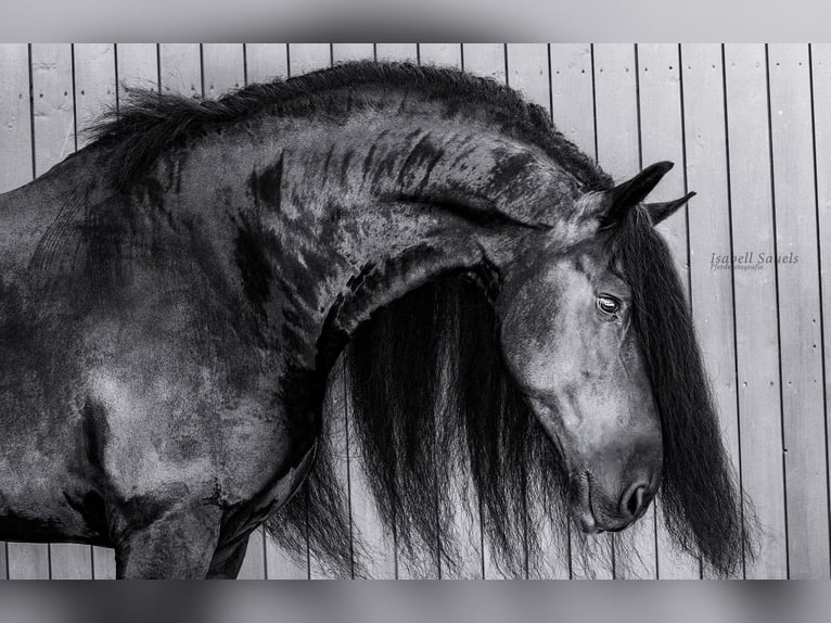 Frison Étalon 10 Ans 170 cm Noir in Moers