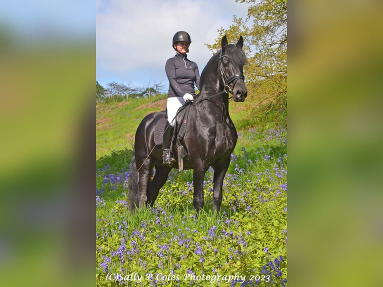 Frison Étalon 11 Ans Noir in Northallerton