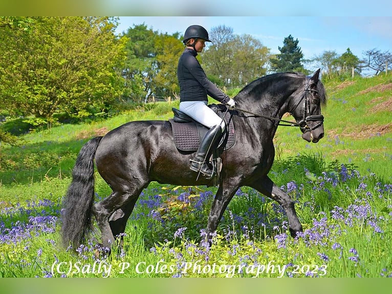 Frison Étalon 11 Ans Noir in Northallerton