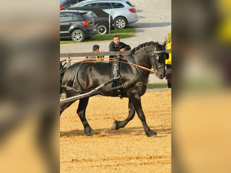 Frison Étalon 12 Ans 163 cm Noir in Wangen im Allg&#xE4;u
