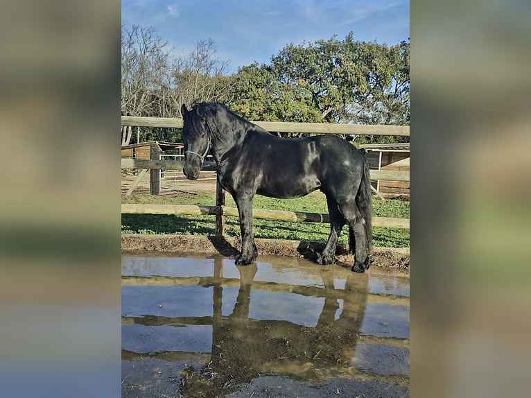 Frison Étalon 13 Ans 158 cm Noir in Perpignan