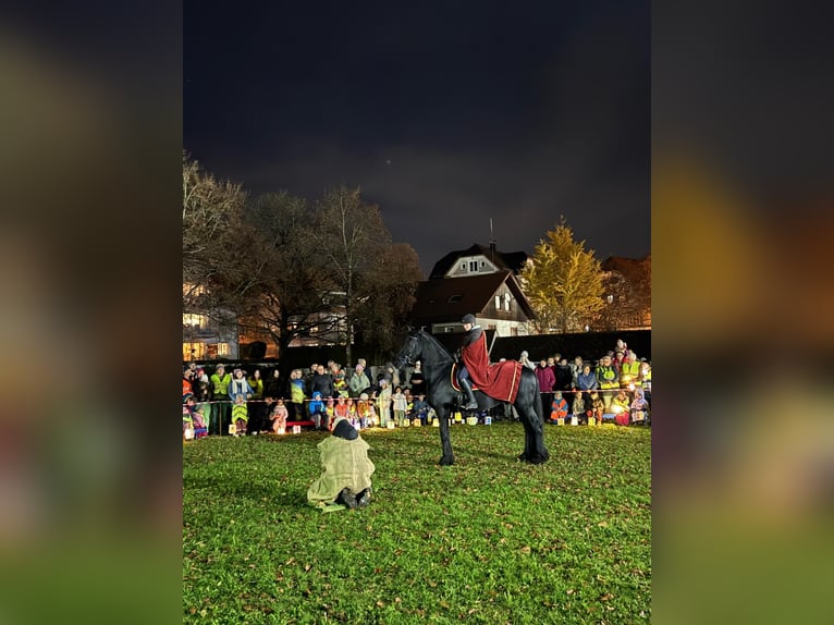 Frison Étalon 13 Ans 164 cm Noir in Wangen im Allgäu