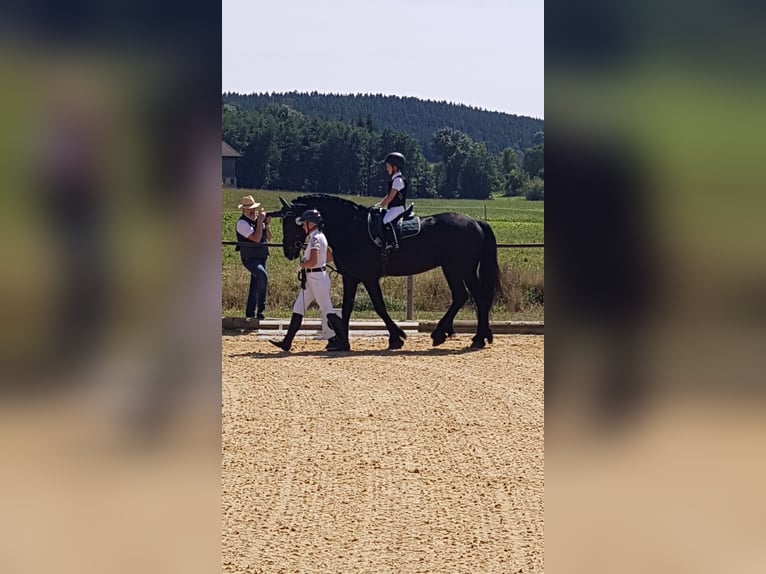 Frison Étalon 13 Ans 164 cm Noir in Wangen im Allgäu