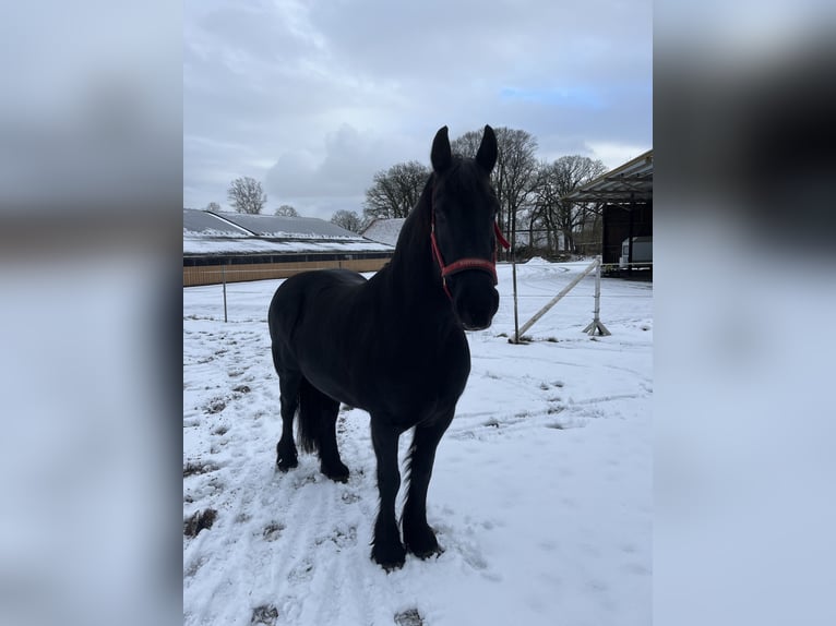 Frison Étalon 14 Ans 160 cm Noir in Gnarrenburg