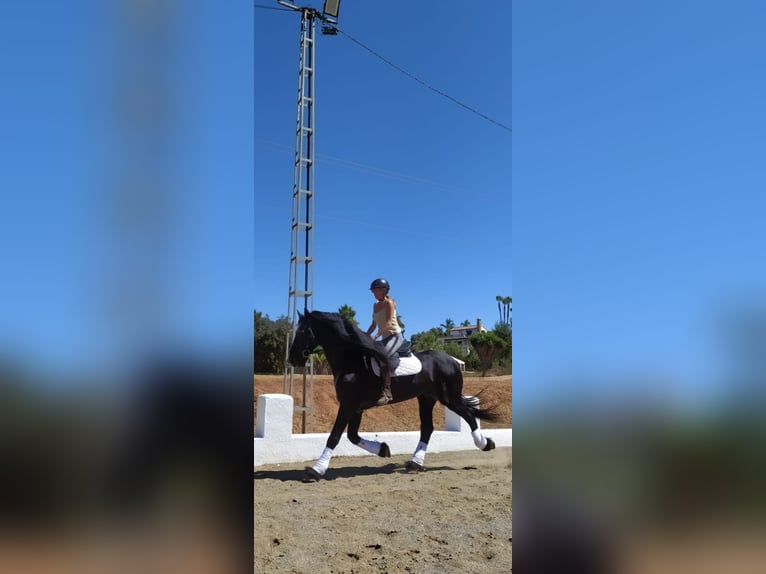 Frison Étalon 14 Ans 170 cm Noir in Marbella