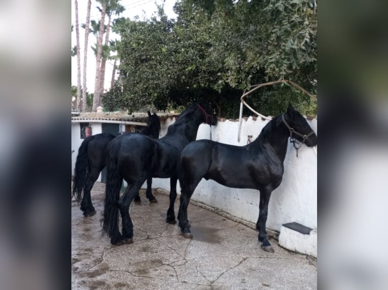 Frison Étalon 14 Ans 170 cm Noir in Marbella