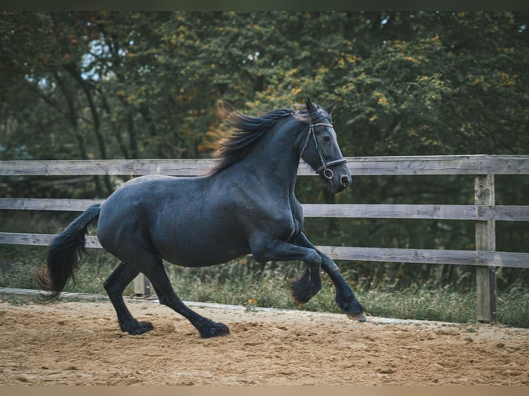 Frison Étalon 15 Ans 175 cm Noir in Freisen