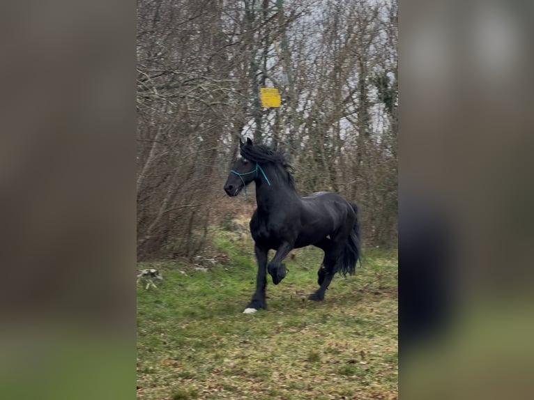 Frison Étalon 16 Ans 167 cm Noir in Trieste