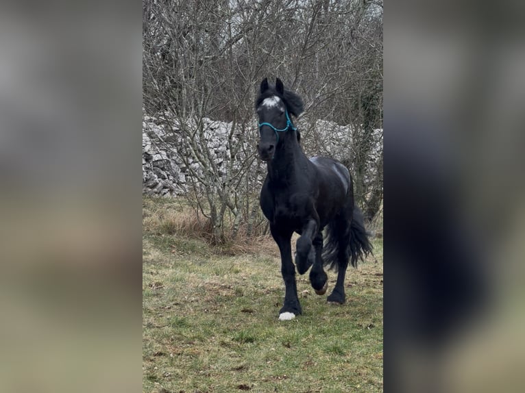 Frison Étalon 16 Ans 167 cm Noir in Trieste