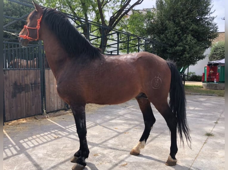 Frison Étalon 19 Ans 170 cm Bai brun in El Ronquillo