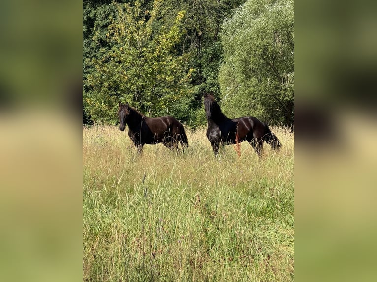 Frison Étalon 1 Année 140 cm Noir in Rotenhain