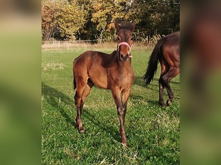 Frison Croisé Étalon 1 Année 153 cm Bai in Scheibenberg