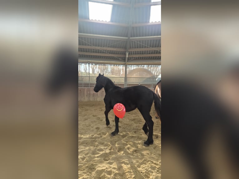 Frison Étalon 1 Année 154 cm Noir in Hofheim am Taunus
