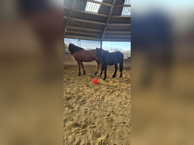 Frison Étalon 1 Année 154 cm Noir in Hofheim am Taunus