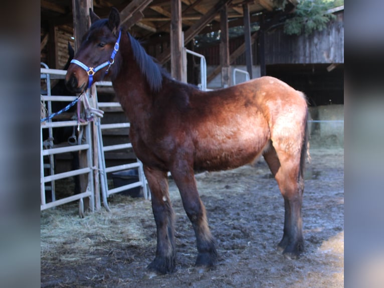 Frison Croisé Étalon 1 Année 155 cm Bai in Gemmerich